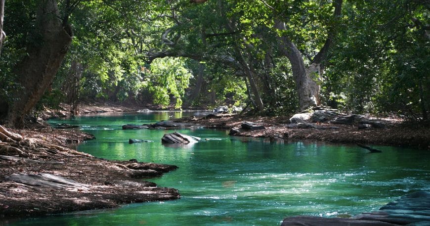 Scenic river with vibrant green water winding through a forest